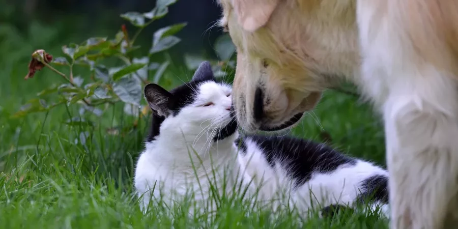 katze-und-hund_2191babcfc687ad6053e614f0f969a89_wm