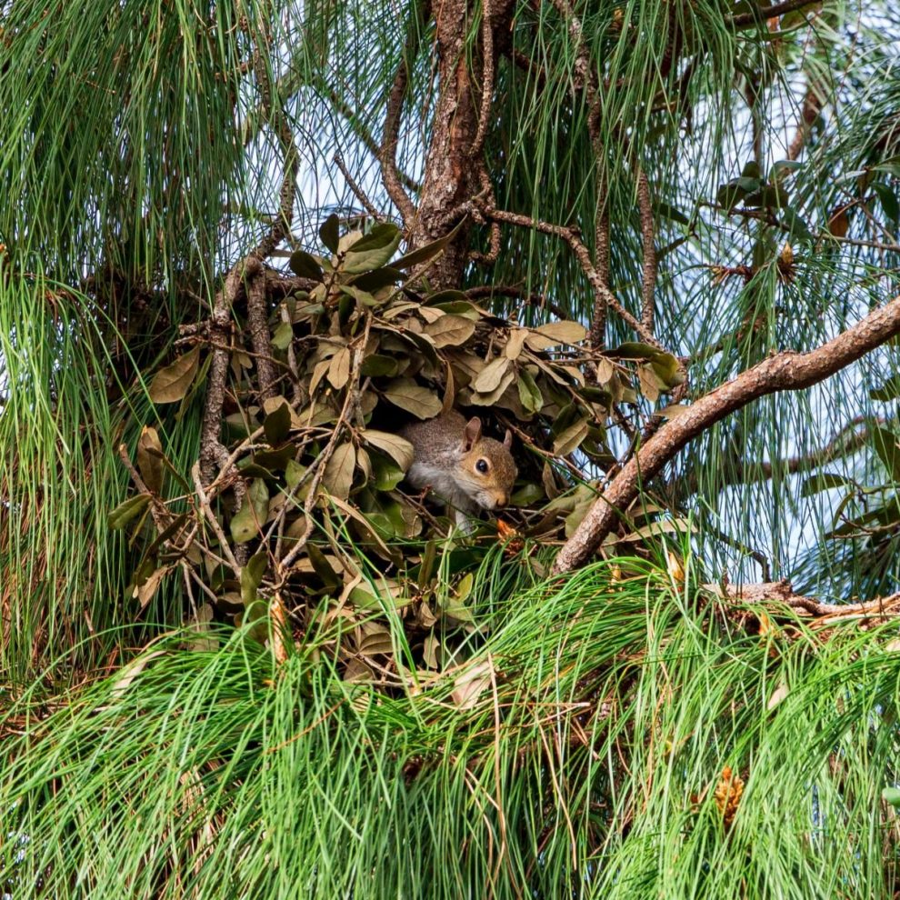 Kobel-Eichhoernchen-1