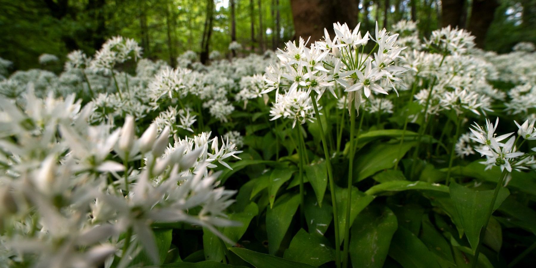 fuer-28.3.-Baerlauch-von-Farina-Grassmann-1