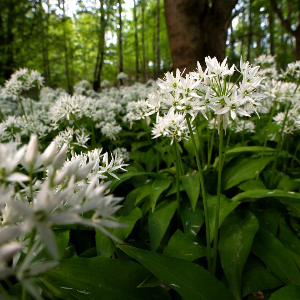 fuer-28.3.-Baerlauch-von-Farina-Grassmann-1