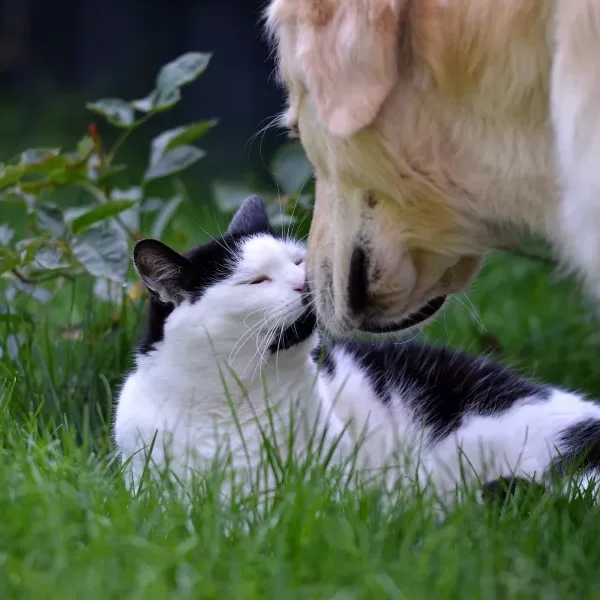 katze-und-hund_2191babcfc687ad6053e614f0f969a89_wm