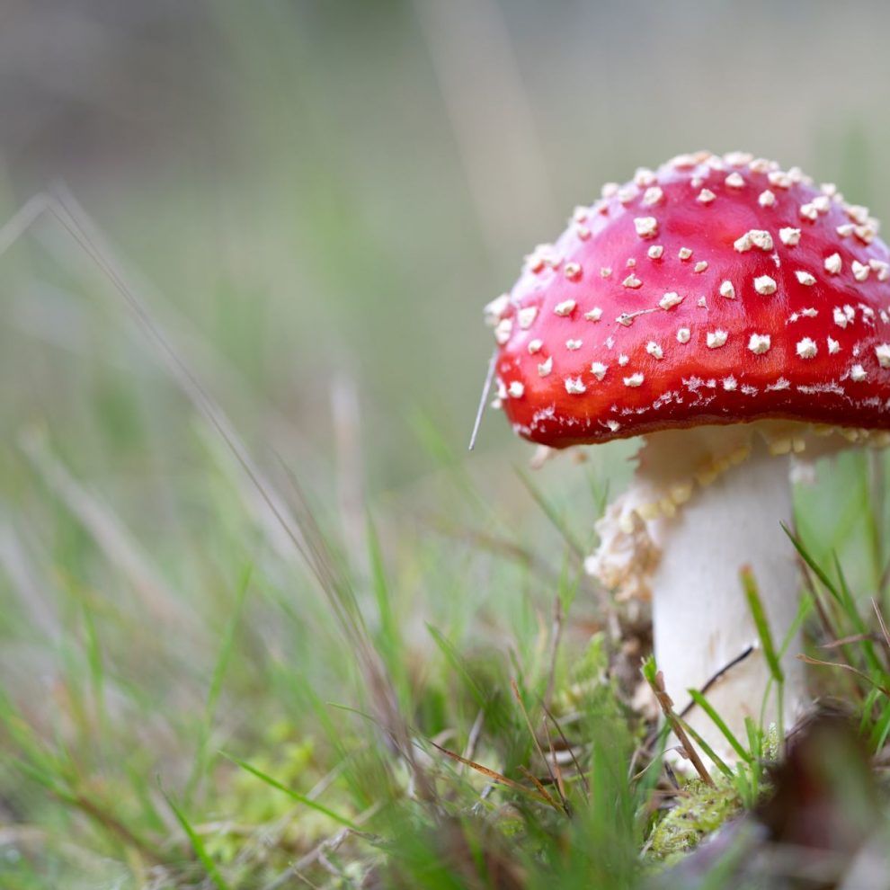 Farina-Grassmann_Fliegenpilz_Galgenvenn