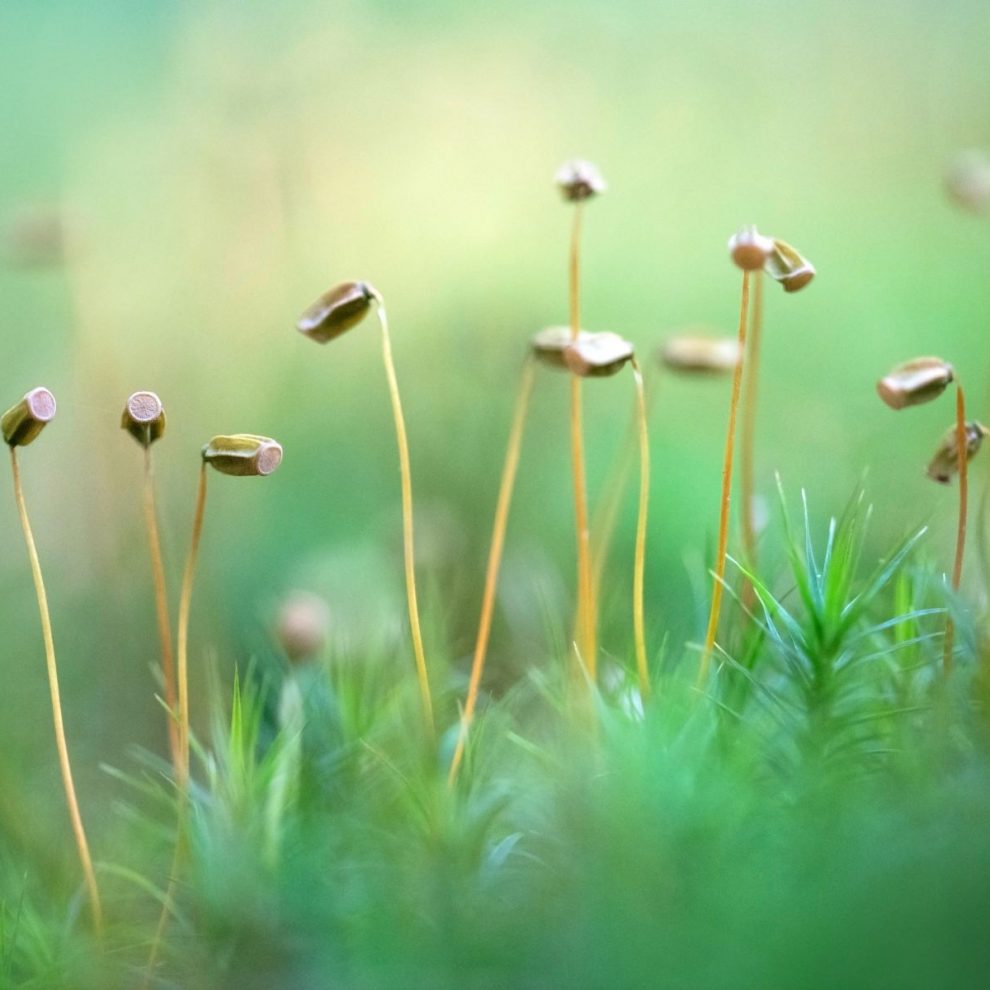 Farina-Grassmann_Goldenes_Frauenhaarmoos_Darss-1
