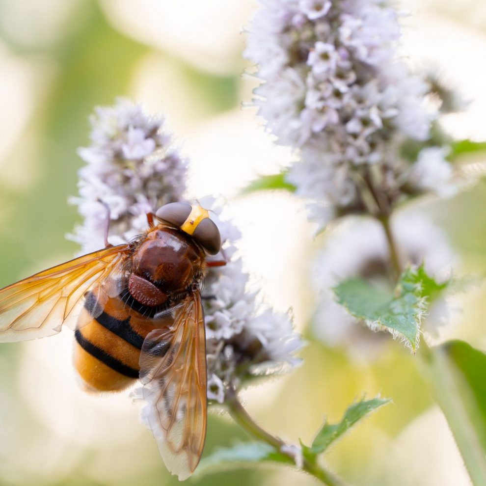 Hornissenschwebfliege_NRW-Copyright-Farina-Grassmann