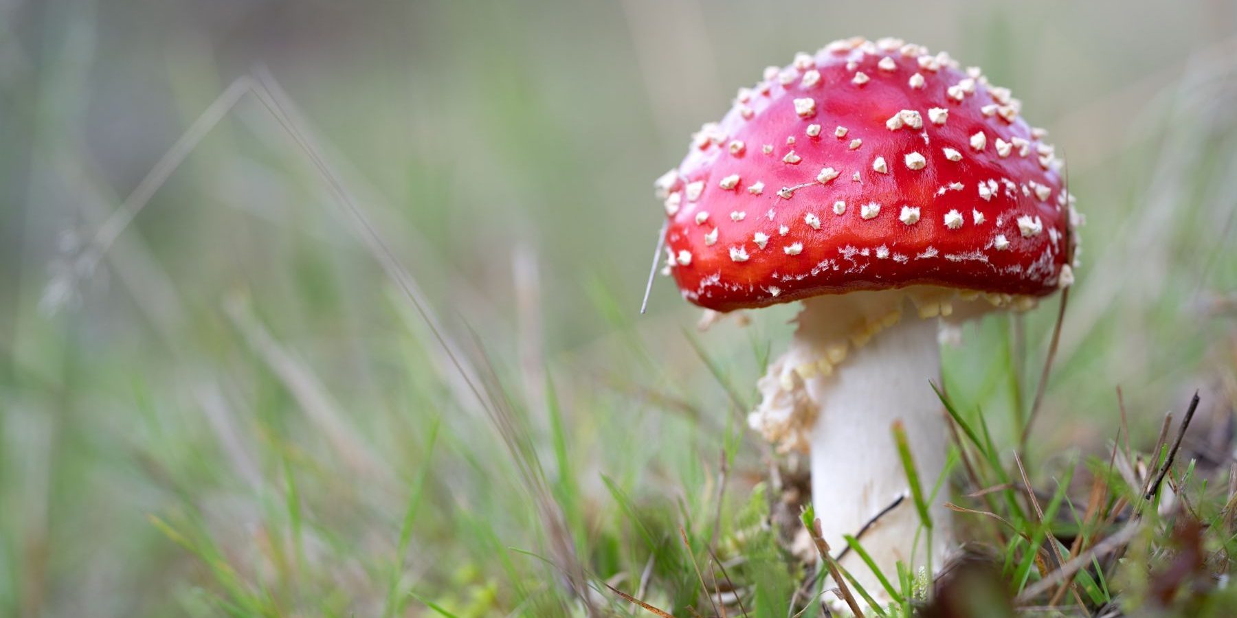 Farina-Grassmann_Fliegenpilz_Galgenvenn-1