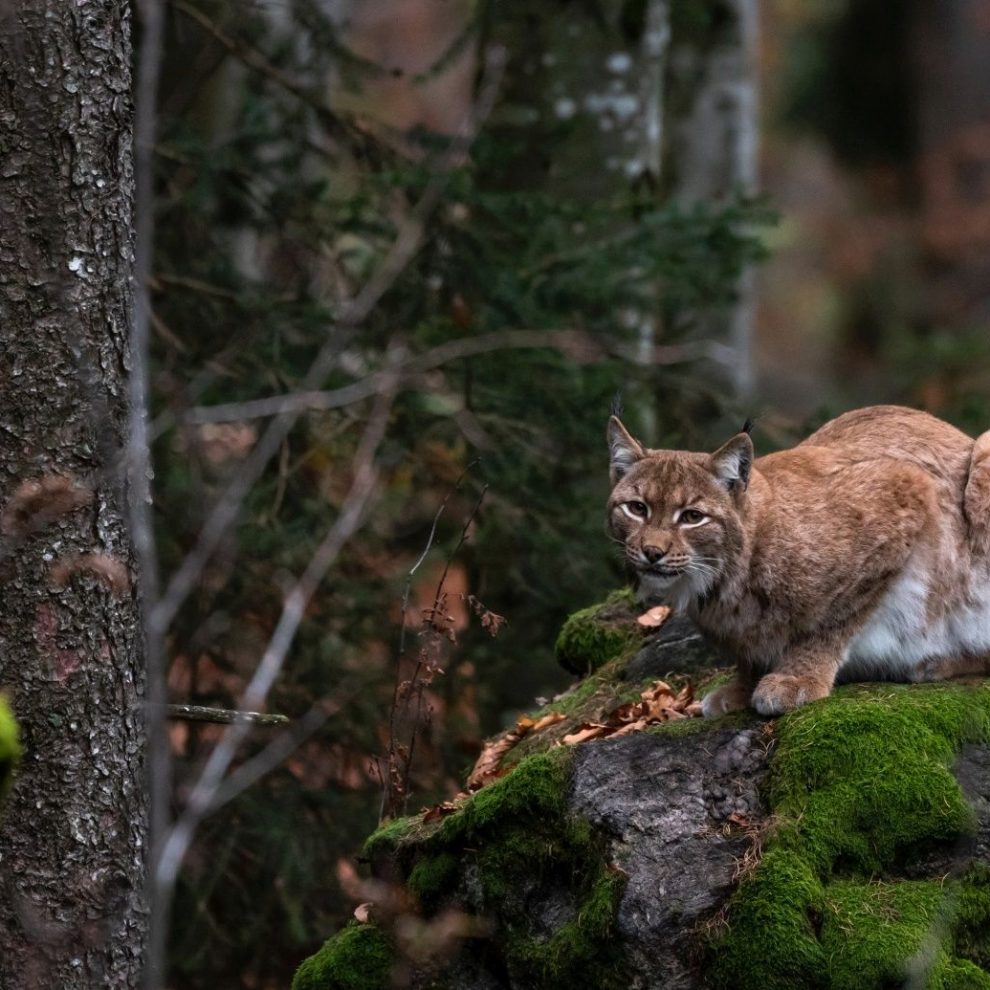 Luchs-Wald-Sommerferienprogramm