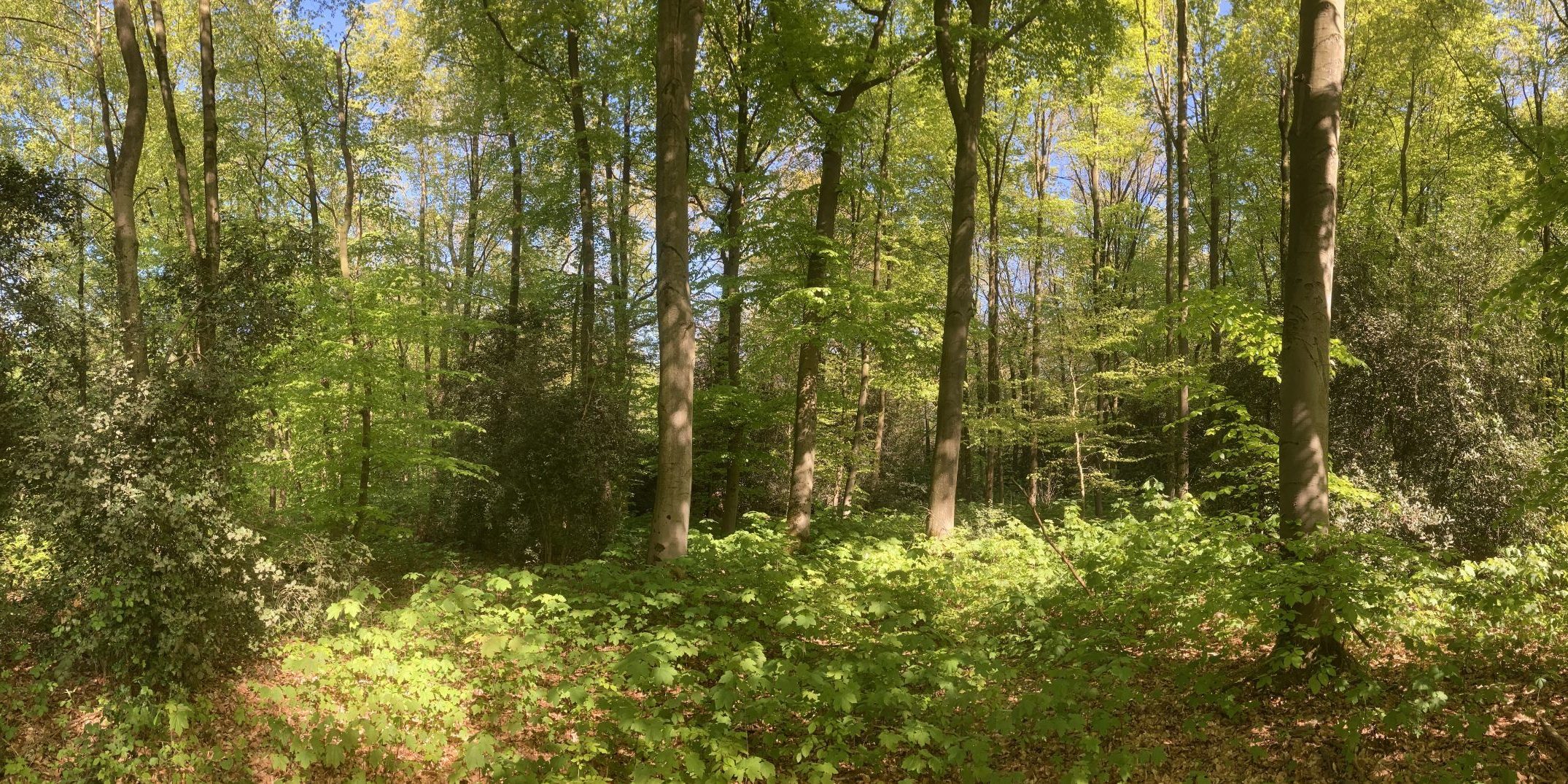 A-Panorama-scaled-1