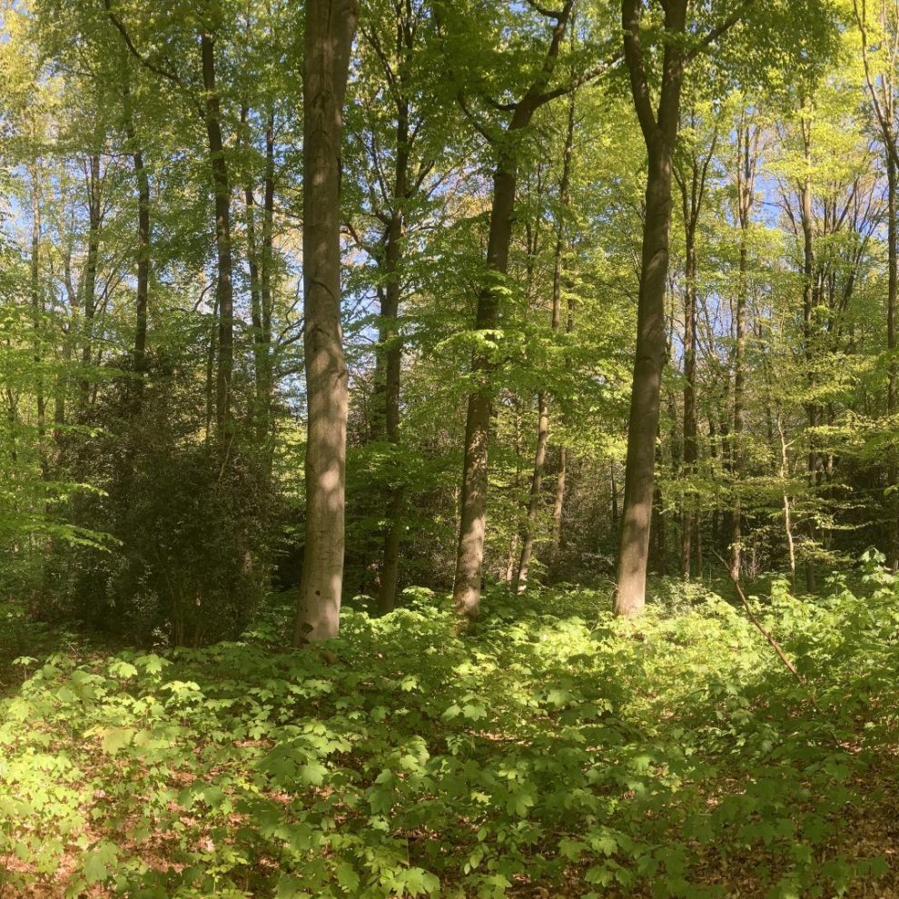A-Panorama-scaled-1